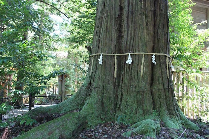 Japanese Shinto Shimenawa with shide around Large trunk tree 