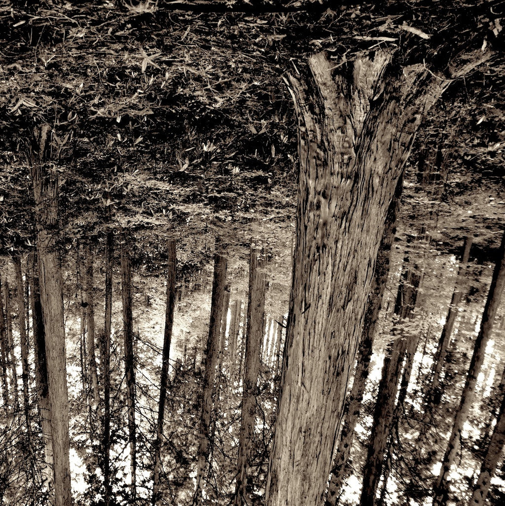 Sepia-toned forest scene with tall trees and a dense undergrowth.